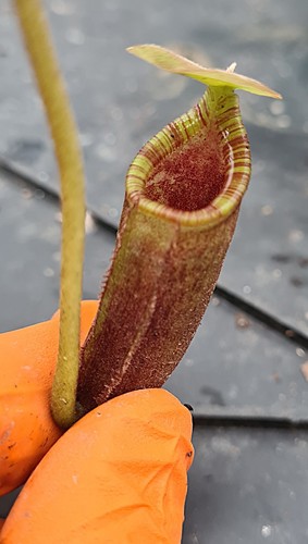 Nepenthes rajah lowii - nepenthes,