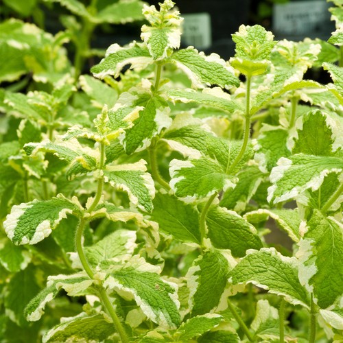 Variegated apple mint plant - variegated,