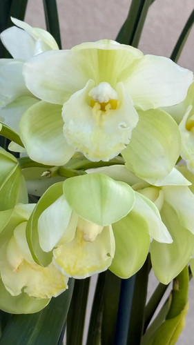 Cymbidium kulnura afterglow - cymbidium,