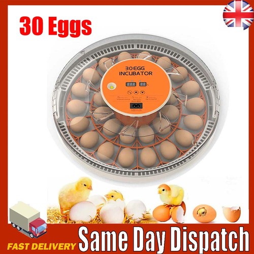Digital eggs incubator - 30,