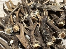 1KG. MIX OF SCOTTISH ROE DEER ANTLERS less than 15cm.