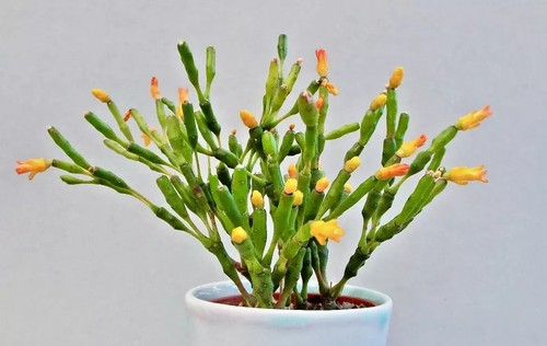 Hatiora salicornioides - hatiora,