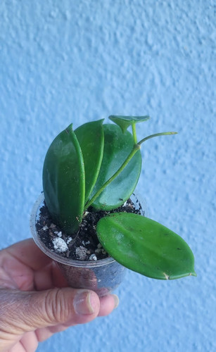 Hoya vangviengiensis live - hoya,