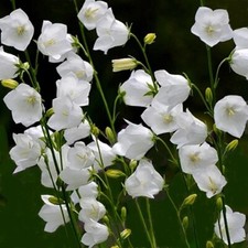 Campanula persicifolia 'White'