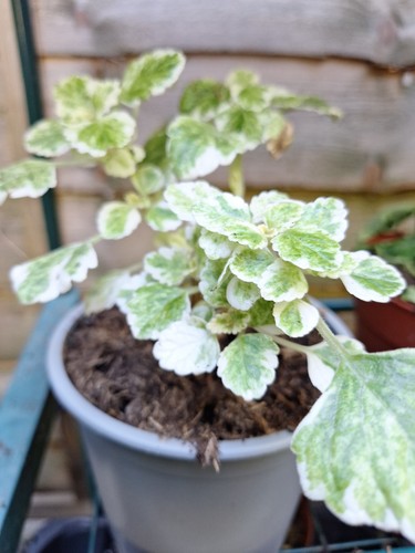 Variegated plectranthus - variegated,