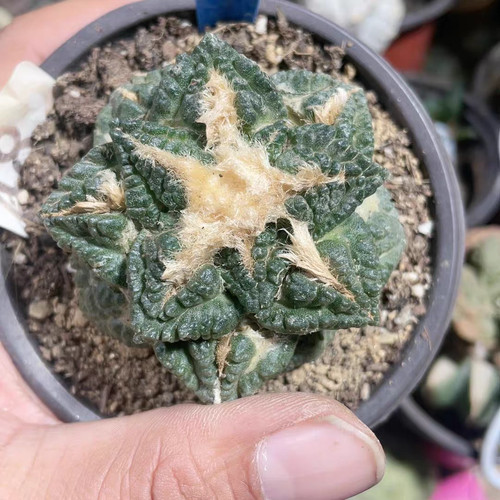 6cm ariocarpus retusus - ariocarpus,