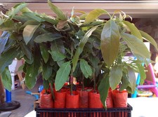 HASS Avocado Tree, Grafted -