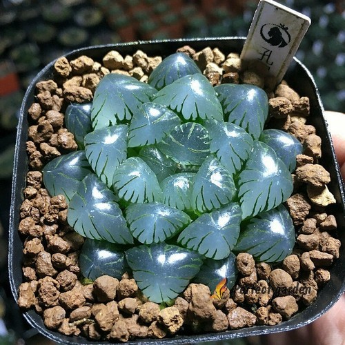 Seeds haworthia obtusa - seeds,
