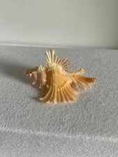 Seashell - Chicoreus