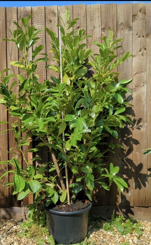 Cherry laurel instant hedging - cherry,
