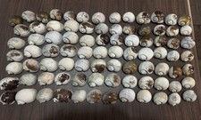 85 Medium Florida Apple Snail