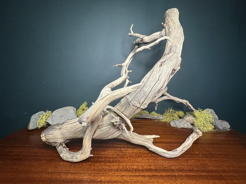 Large manzanita - large, 20”