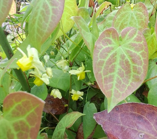 Epimedium sulphureum - 3,