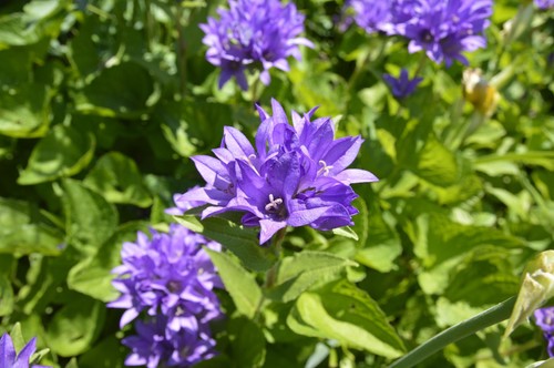 Campanula superba bell - superba, 2l