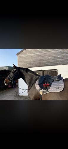 Wow classique jump saddle - wow,