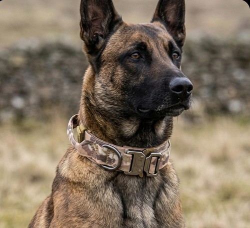 Heavy duty tactical - tactical, dog