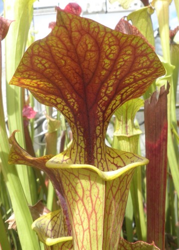 Sarracenia oreophila sand - oreophila, “sand
