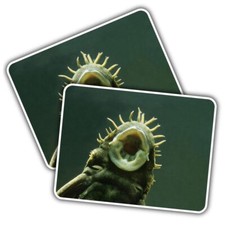 2x Vinyl Sticker Bristlenose