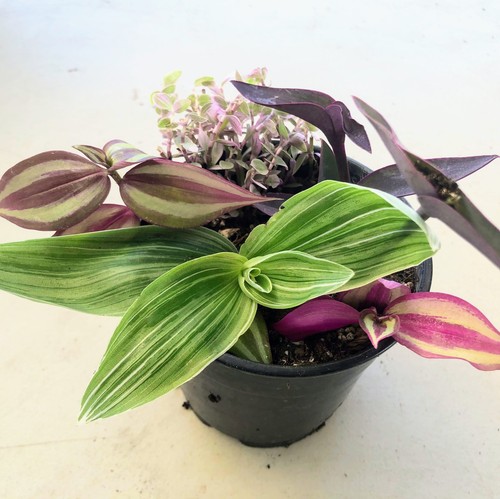 Assorted wandering jew - assorted,