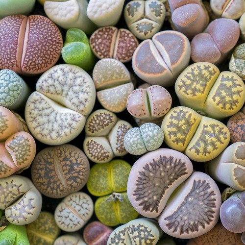 Lithops living stone - living, plant