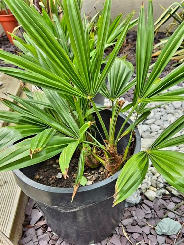 Palm tree plant trachycarpus - palm,