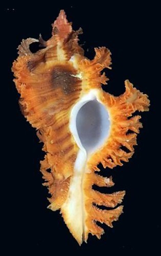 Murex huttoniae very - , rare