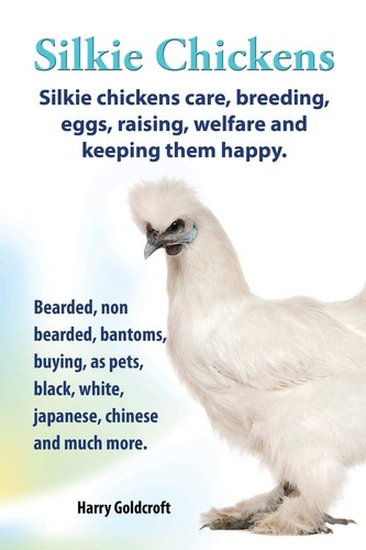 Silkie chickens - ., chickens.