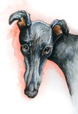 Greyhound Art Print Painting