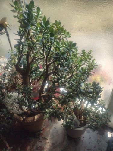 Jade plants various sizes - jade,