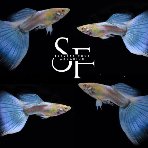 Pair live aquarium guppy - pair,