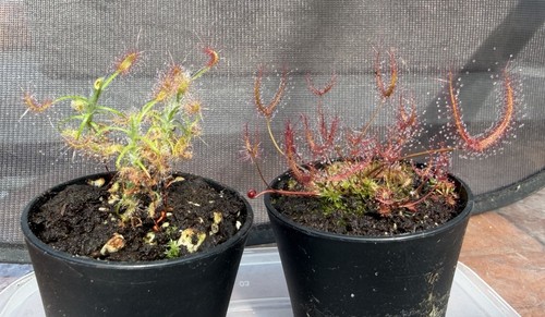 Two sundews carnivorous plants - sundews,