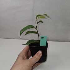 Ficus Benjamina Rooted Cutting Growing Plant Potted In nursery Pot