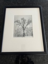Ansel Adams Yosemite Oaktree Snowstorm Limited Edition Original Alan Ross Print