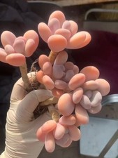 Pachyphytum Orange Snowball