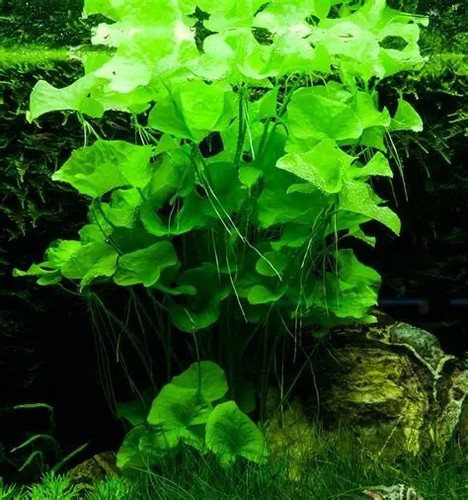Nymphoides taiwan tropical - nymphoides,