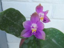 Phalaenopsis Chienlung Gold Eagle x Yaphon Blue orchid plant ,not in bloom