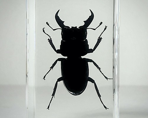 Large stag beetle resin - beetle,