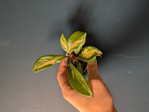 Hoya carnosa krimson queen - hoya,