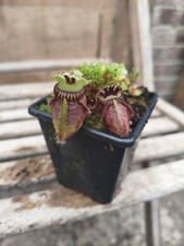 Cephalotus Triffid Albany Black Carnivorous Plant