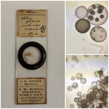 Antique Fluid Filled Microscope Slide. Volvox Globator In Motion. By Howard.