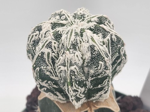 Astrophytum myriostigma - astrophytum,