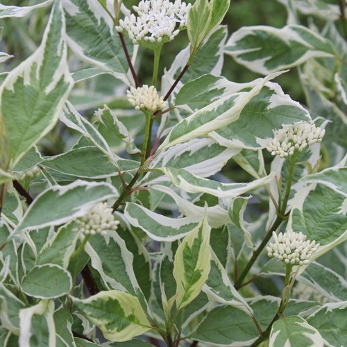 Cornus alba elegantissima red - cornus,