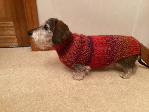 Miniature dachshund dog jumper - dachshund,