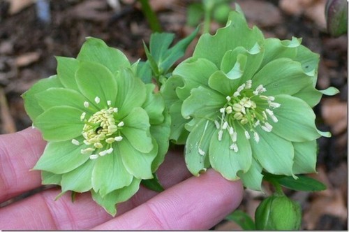 Rare hellebore double - rare,