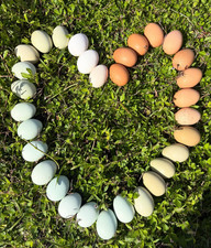 12+ Fertile rare eggs Legbar