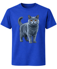 British Shorthair Cat