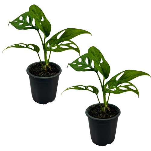 Swiss cheese monstera plant - swiss,