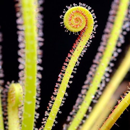Sundew drosera filiformis rare - sundew,