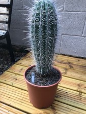 (S23) Pachycereus Pringlei