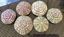 6 x Alfonso Sea Urchins 7/9cm approx Tartan Natural Beach Shells Air Plants